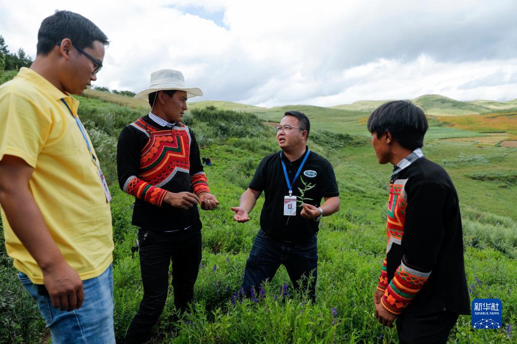 在位于四川省凉山彝族自治州昭觉县龙沟乡境内黄芩种植基地，西南医科大学副教授夏纪毅（右二）和该校派出的驻村工作队员俄且莫机（左一）为当地彝族群众讲授黄芩种植和采摘技术（2020年8月14日摄）。新华社记者 沈伯韩 摄